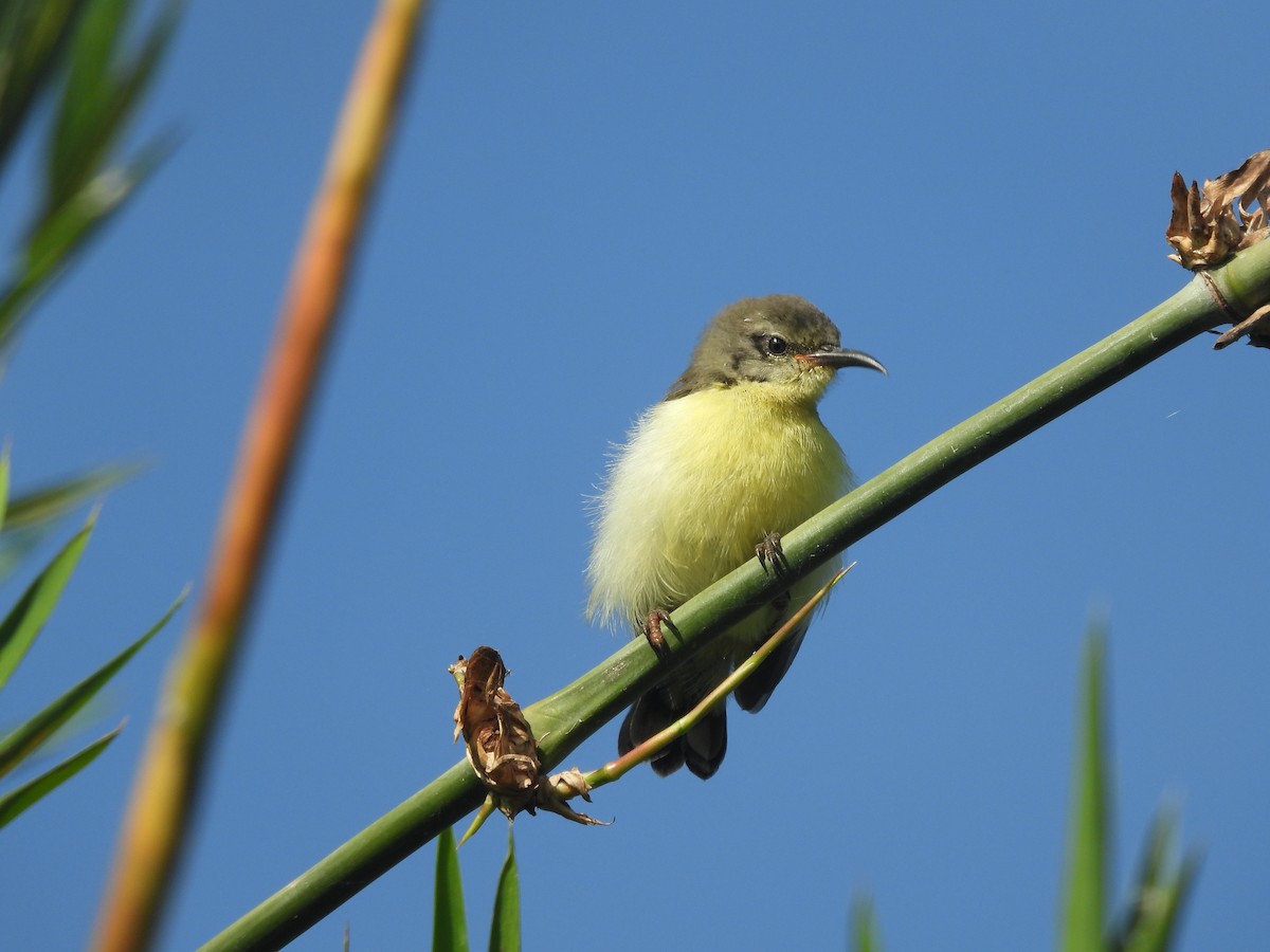 Purple-rumped Sunbird - ML642793552