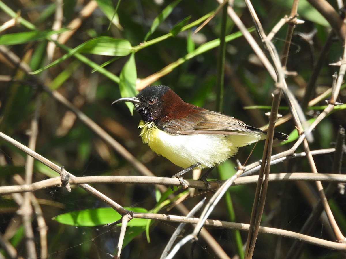 Purple-rumped Sunbird - ML642793553