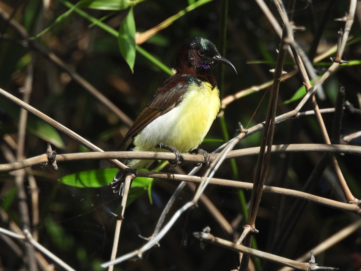 Purple-rumped Sunbird - ML642793554