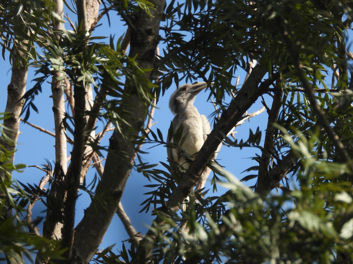 Indian Gray Hornbill - ML642793586