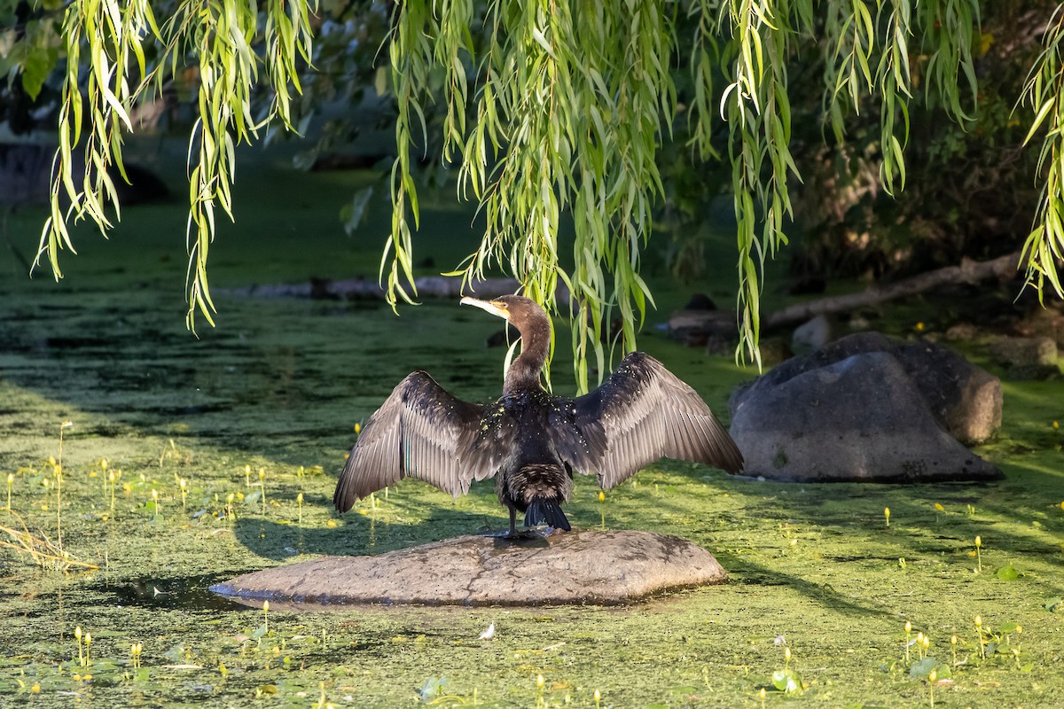Cormorán Orejudo - ML642793592