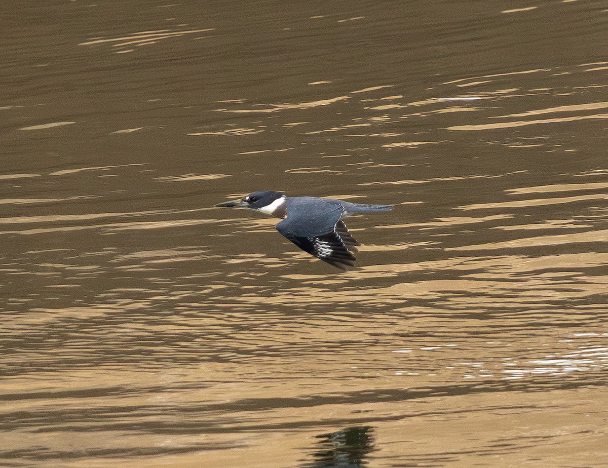 belteisfugl - ML642793594