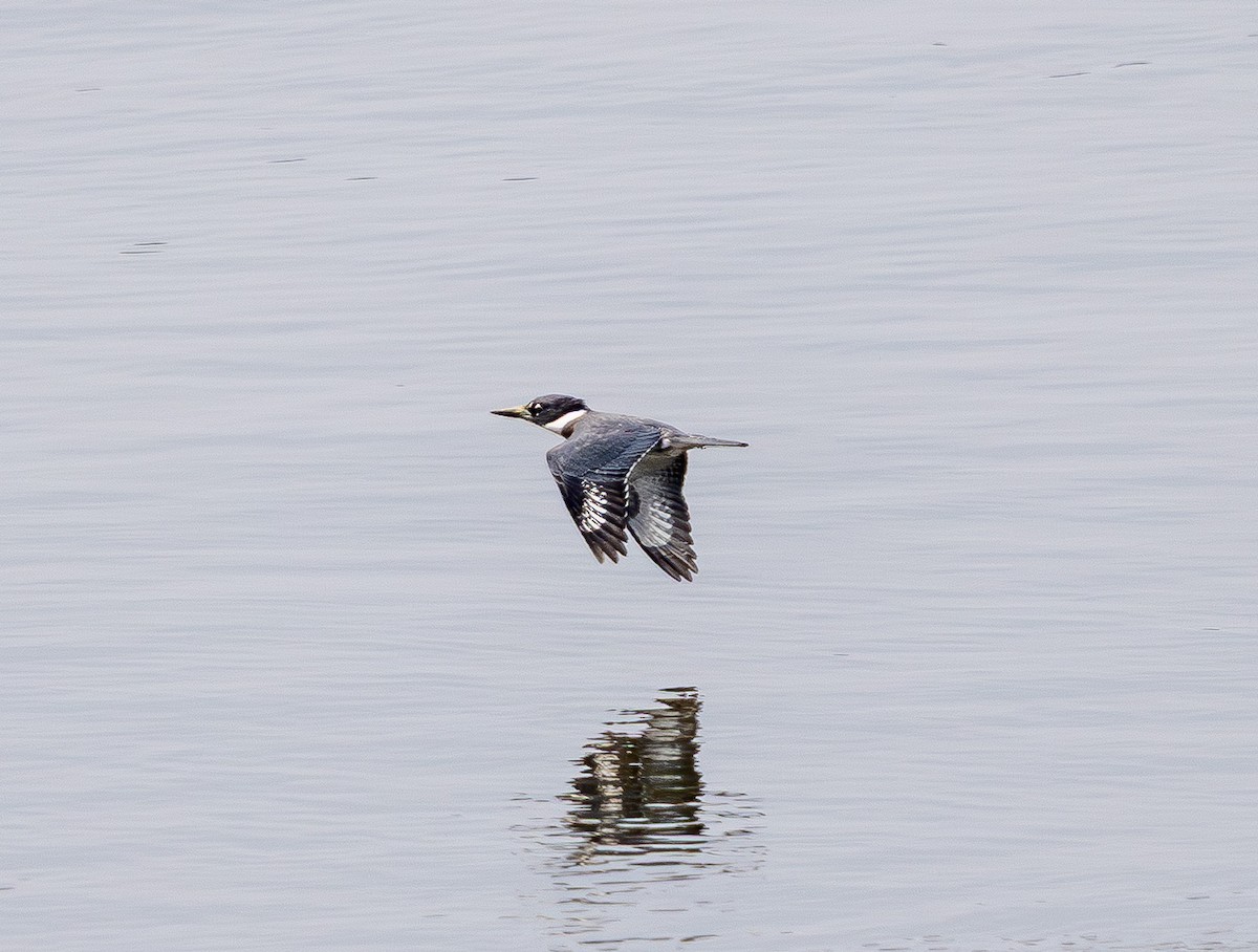 belteisfugl - ML642793595