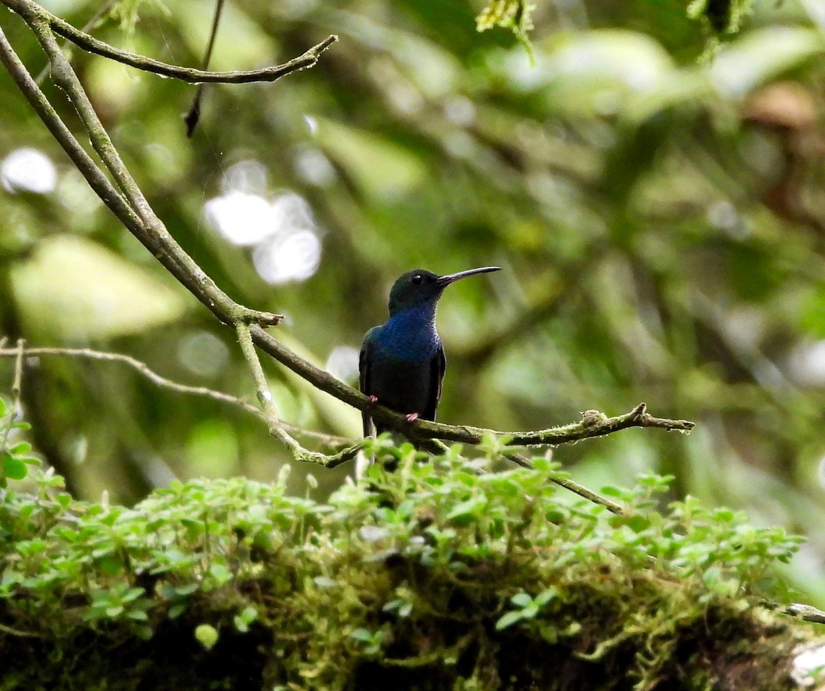 Bronze-tailed Plumeleteer - ML642793598