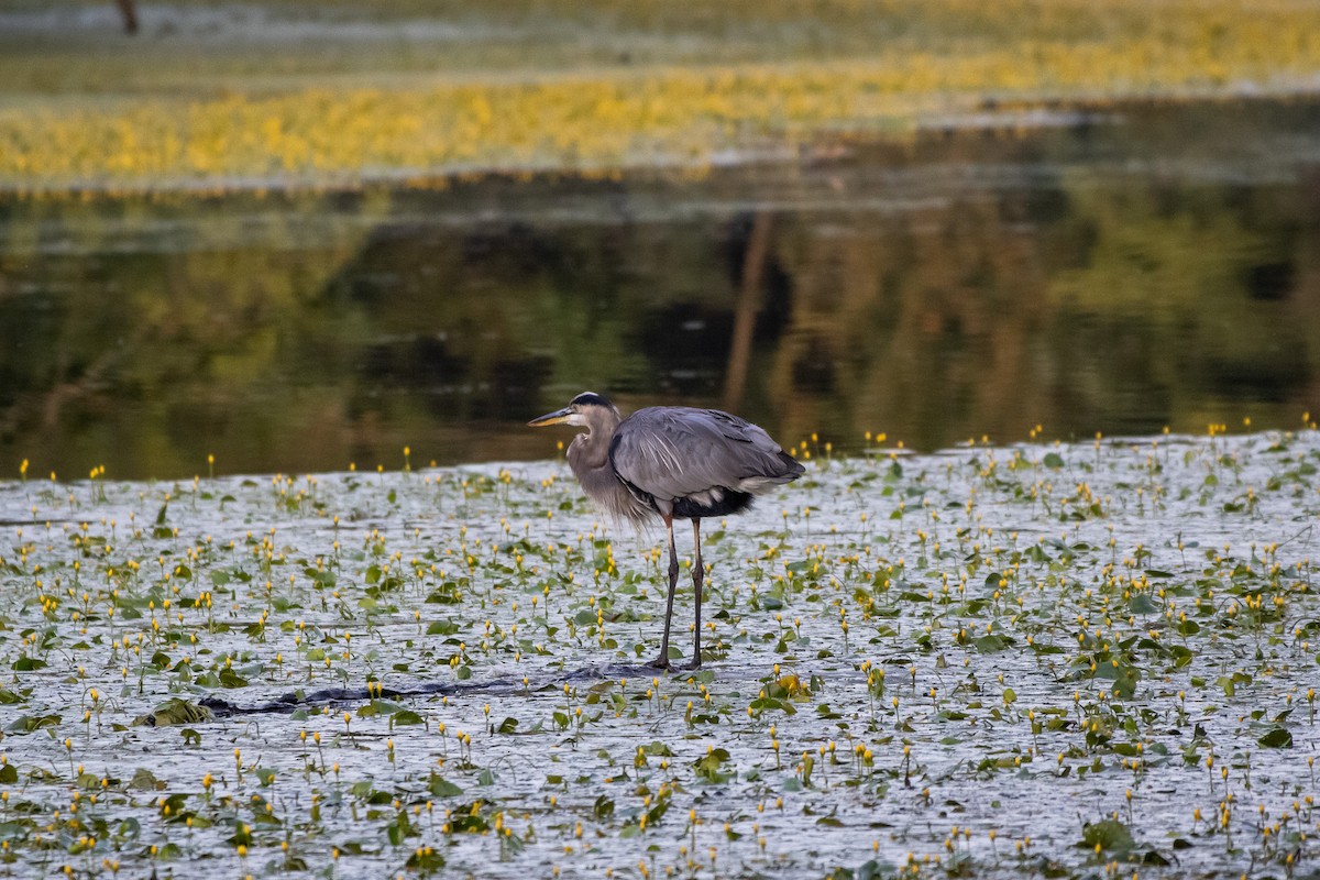 Garza Azulada - ML642793602