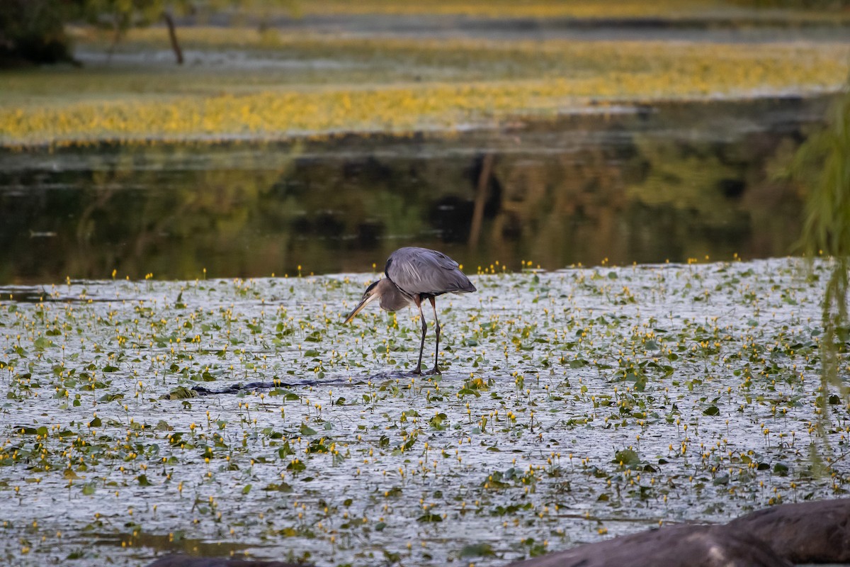 Garza Azulada - ML642793603