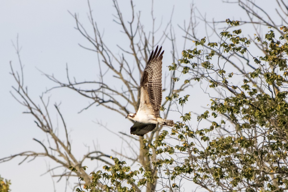 Águila Pescadora - ML642793610