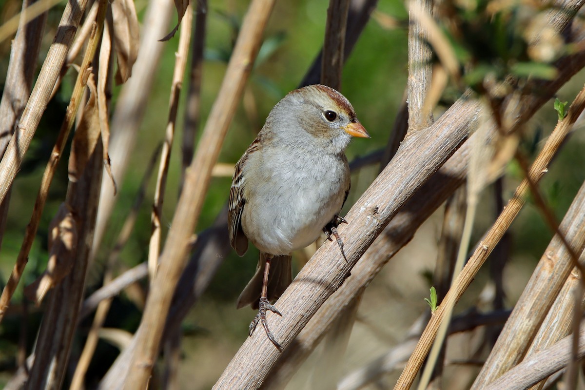 White-crowned Sparrow - ML642793627