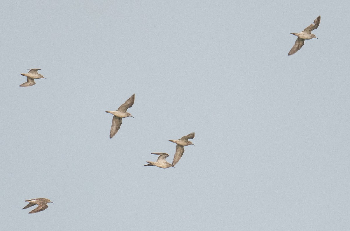 Sharp-tailed Sandpiper - ML642793628