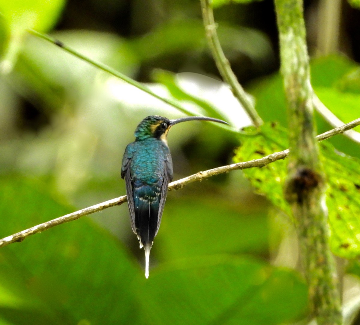 Green Hermit - ML642793644