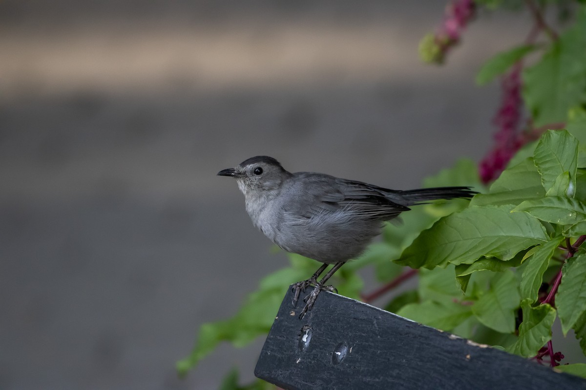 Pájaro Gato Gris - ML642793647