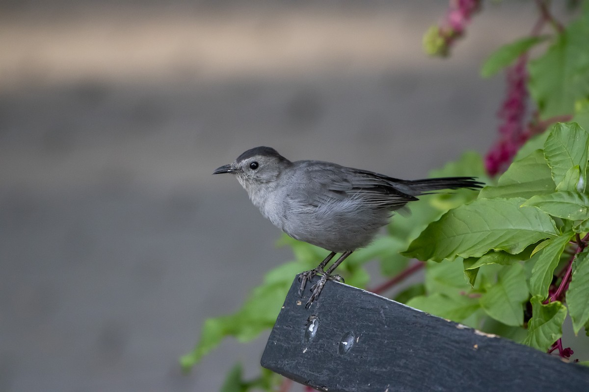 Pájaro Gato Gris - ML642793649
