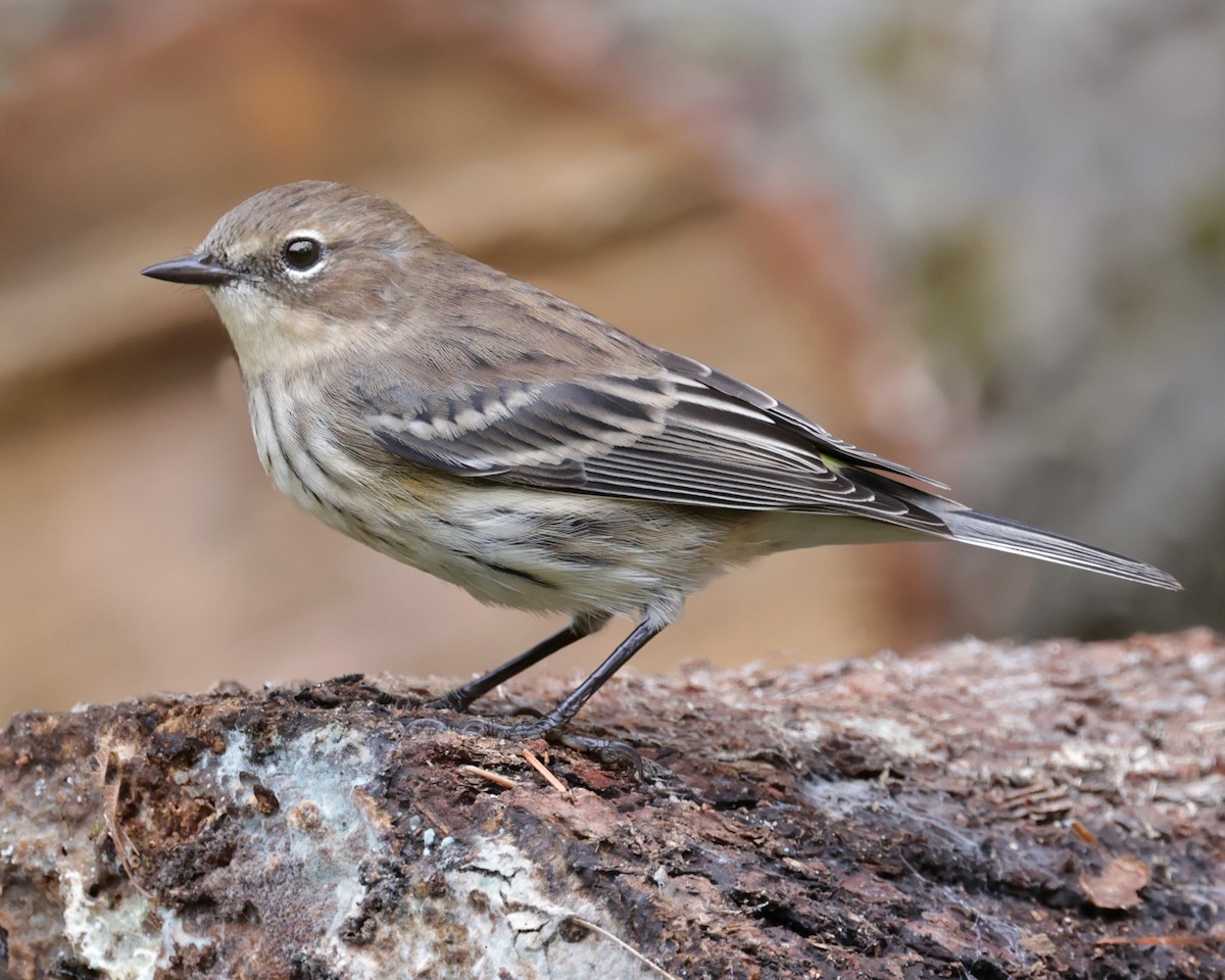 Yellow-rumped Warbler - ML642793653
