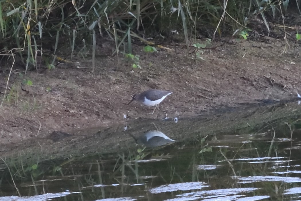Spotted Sandpiper - ML642793659