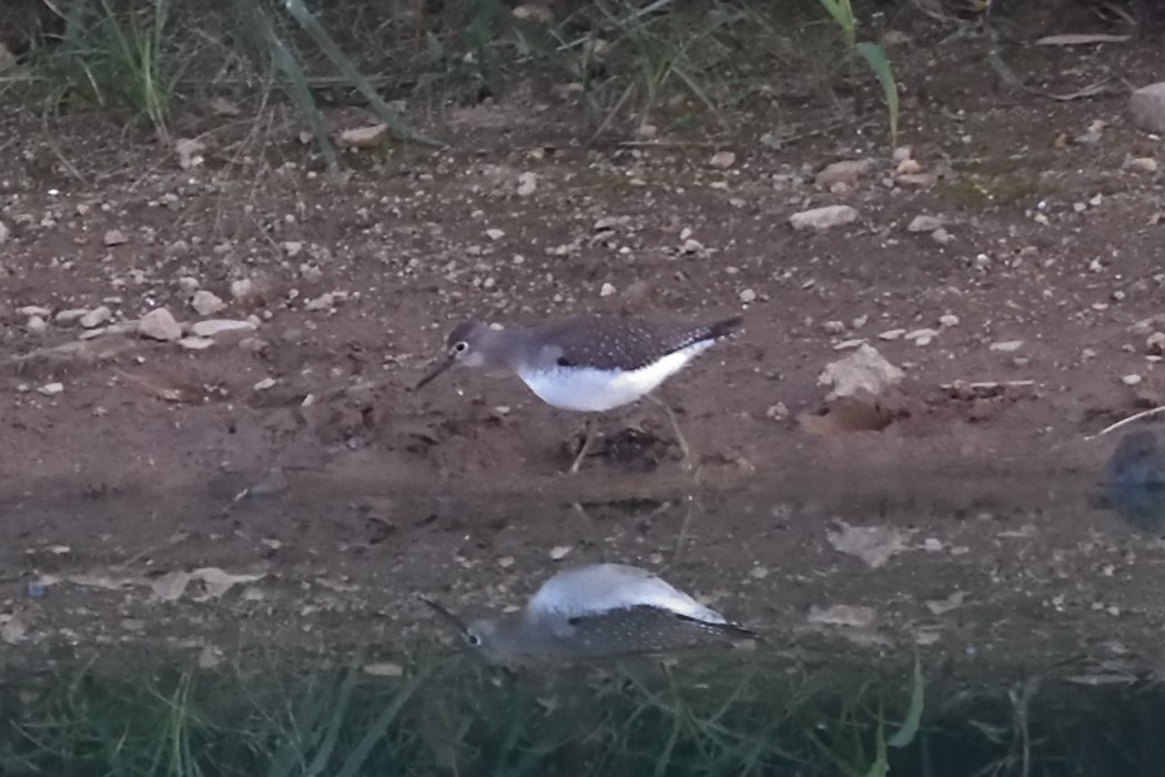 Solitary Sandpiper - ML642793662