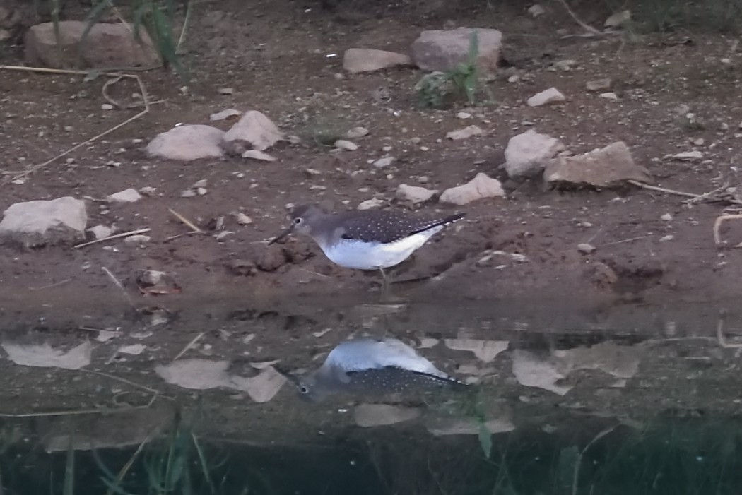 Solitary Sandpiper - ML642793664
