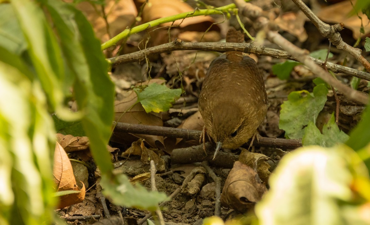 Winter Wren - ML642793667