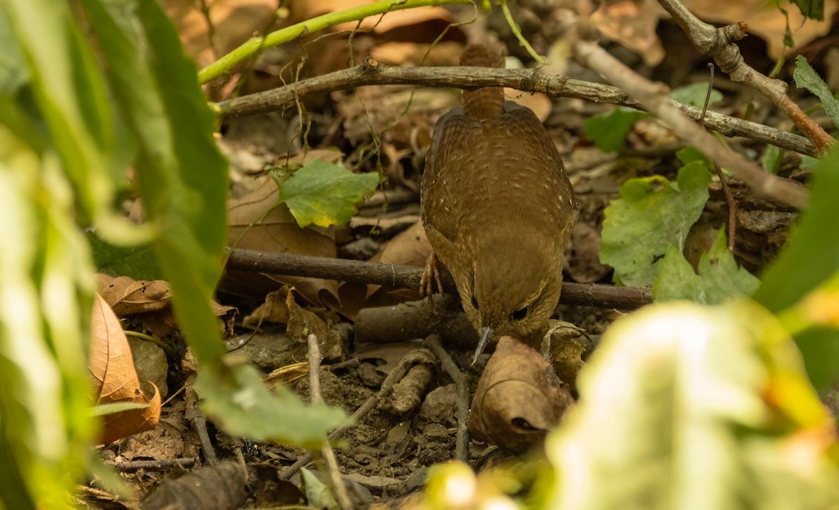 Winter Wren - ML642793668