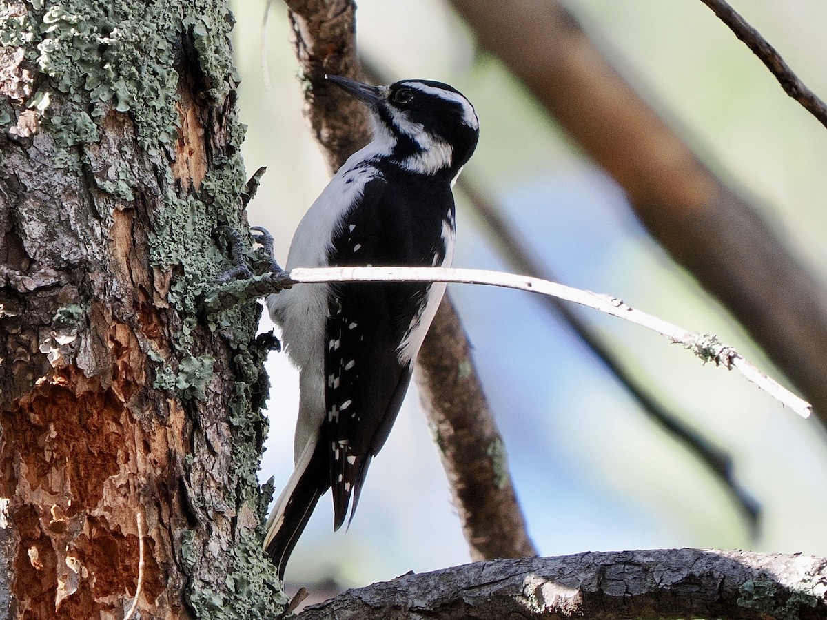 Hairy Woodpecker - ML642793669
