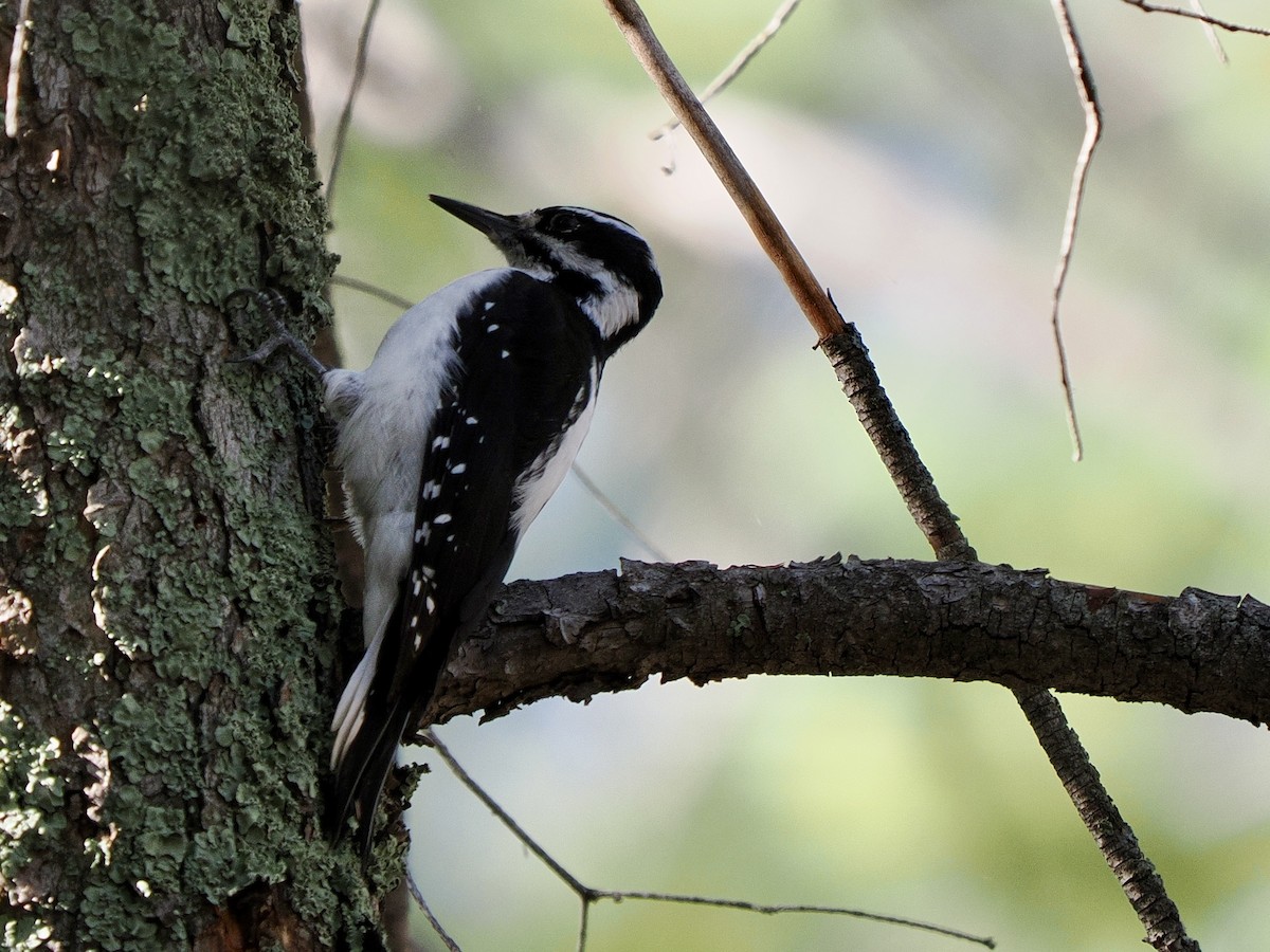 Hairy Woodpecker - ML642793670