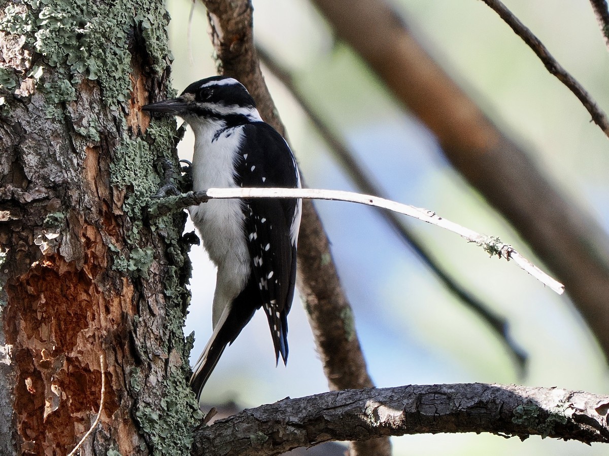 Hairy Woodpecker - ML642793672