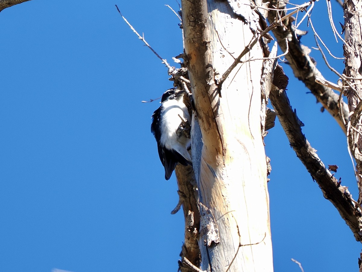 Hairy Woodpecker - ML642793673