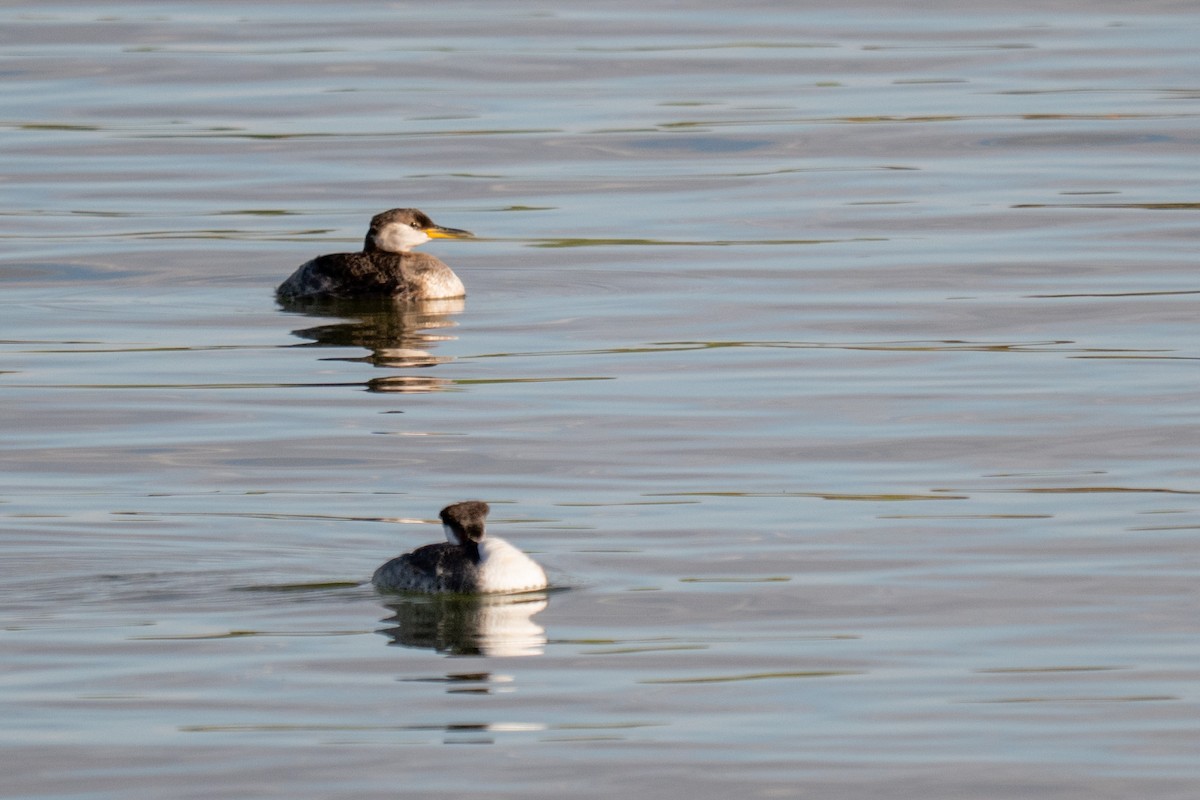 Red-necked Grebe - ML642793679
