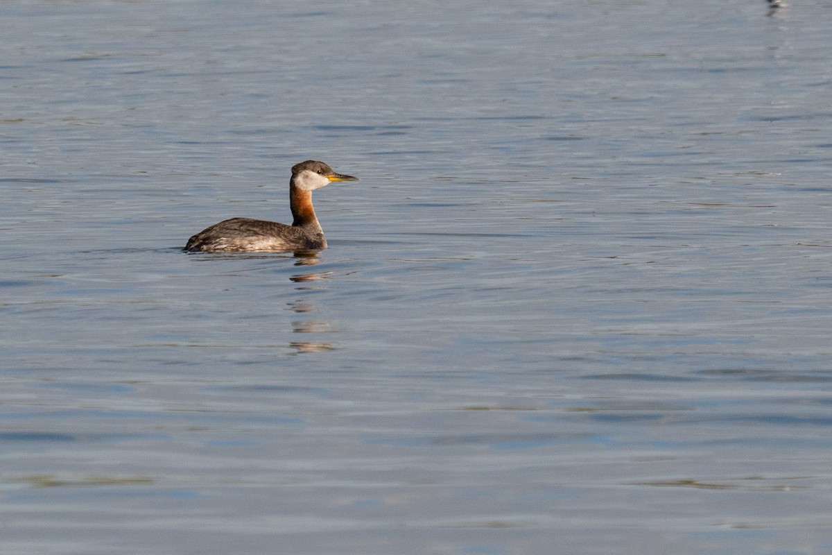 Red-necked Grebe - ML642793688