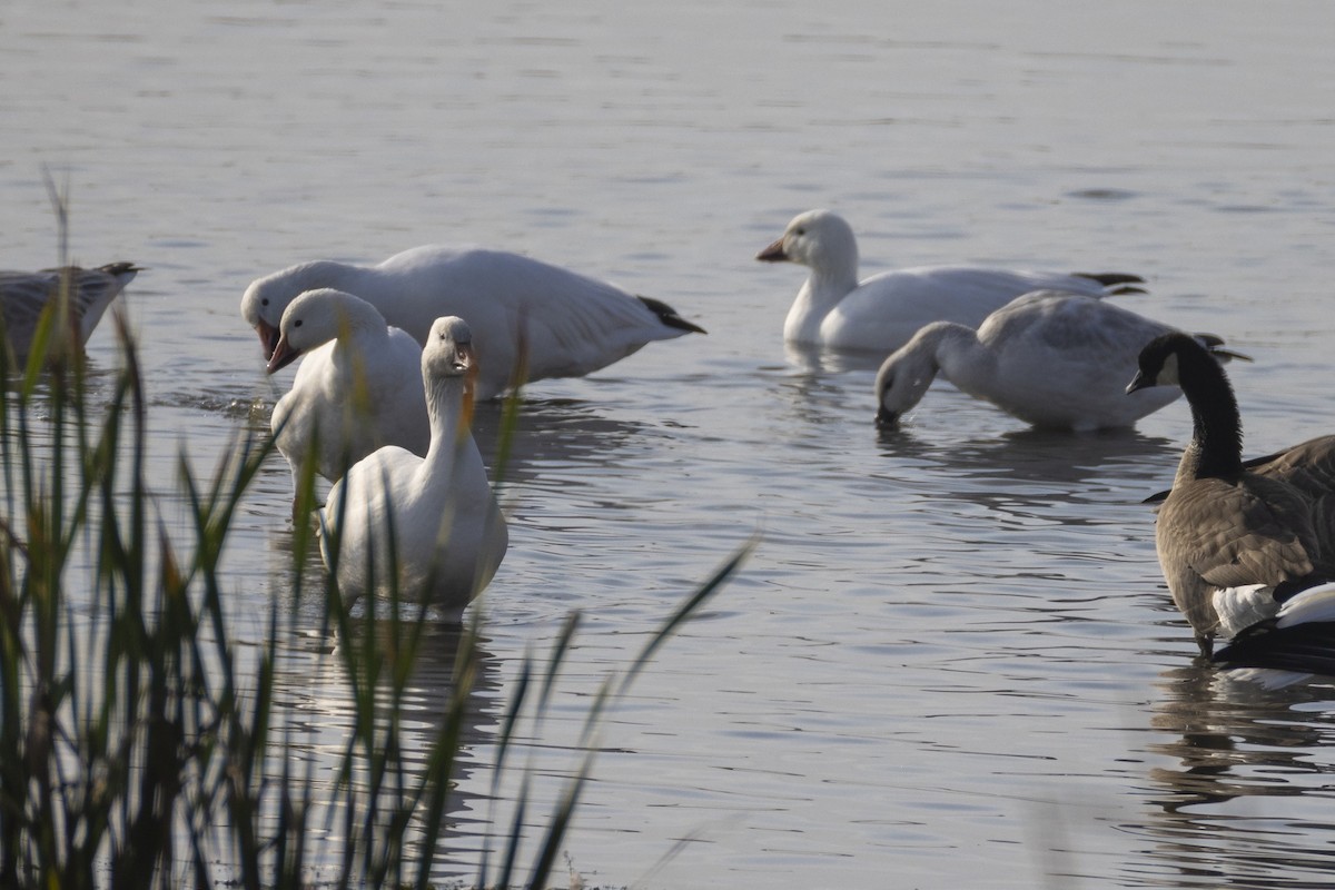 Snow Goose - ML642793713