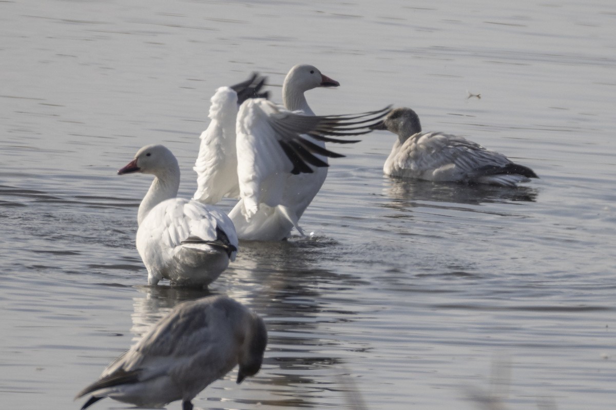 Snow Goose - ML642793714
