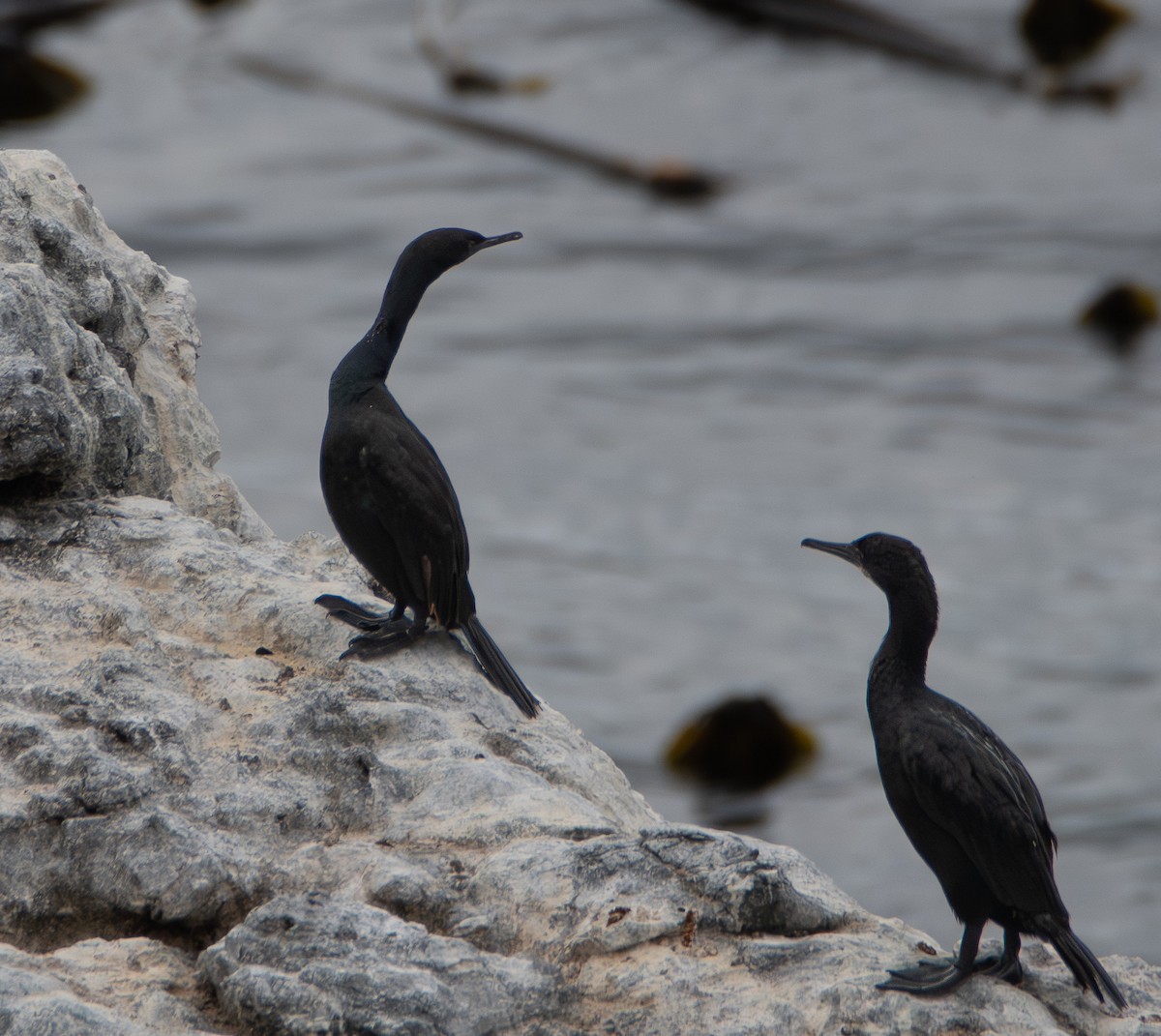 Pelagic Cormorant - ML642793719