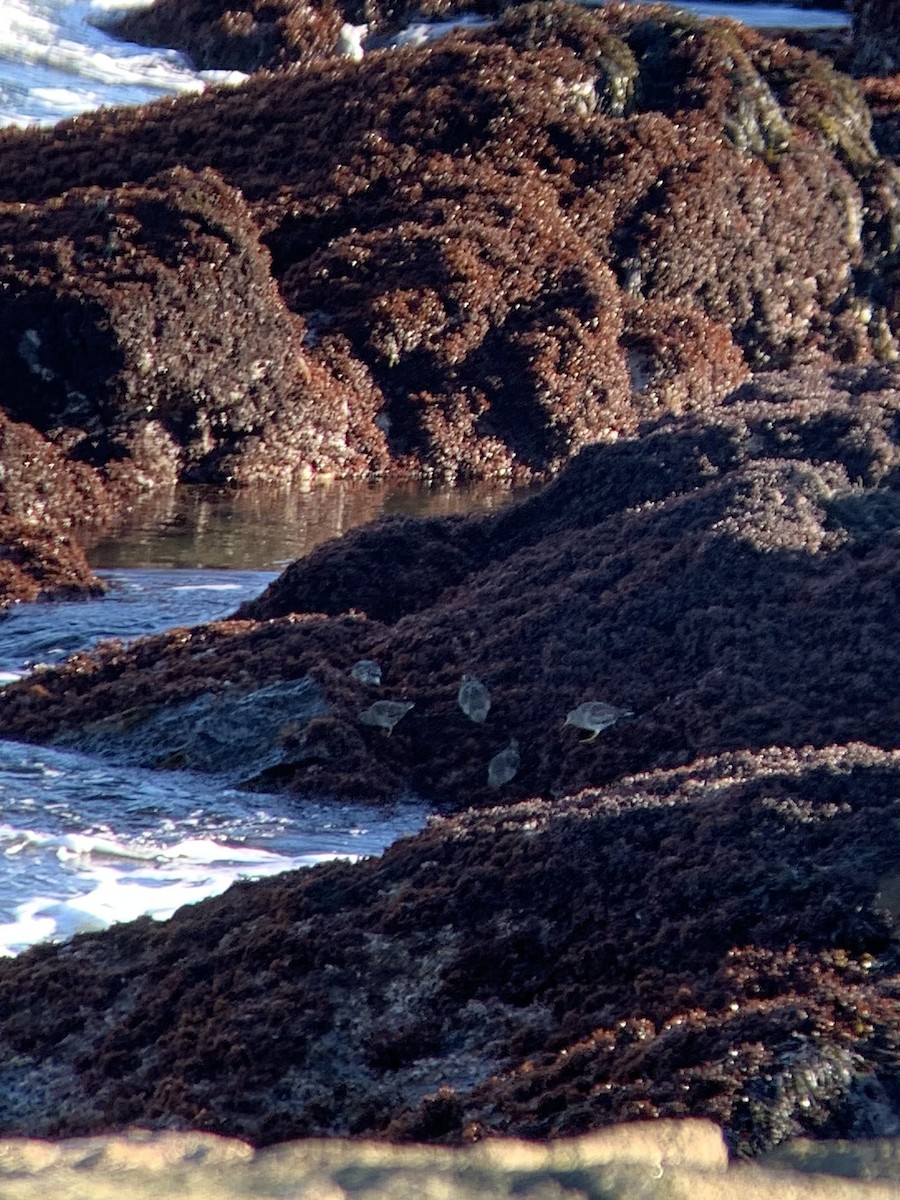 Purple Sandpiper - ML642793720
