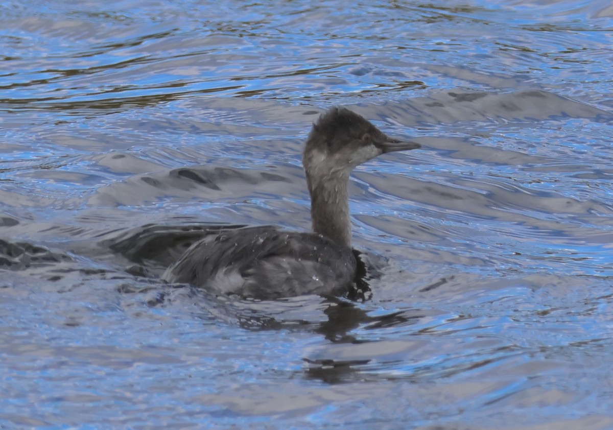 Horned Grebe - Gretchen Framel