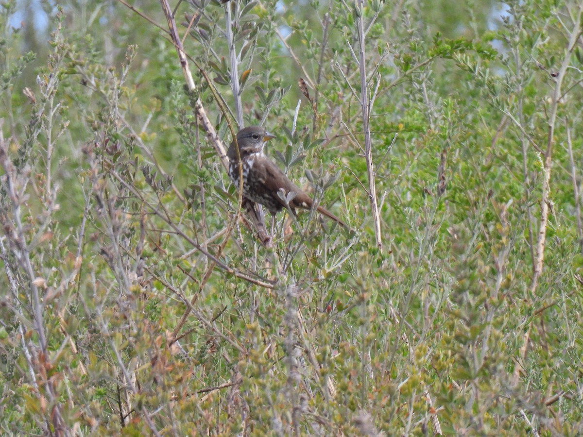 Fox Sparrow (Sooty) - ML642793727