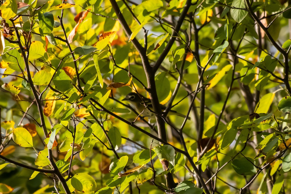Vireo Solitario - ML642793734