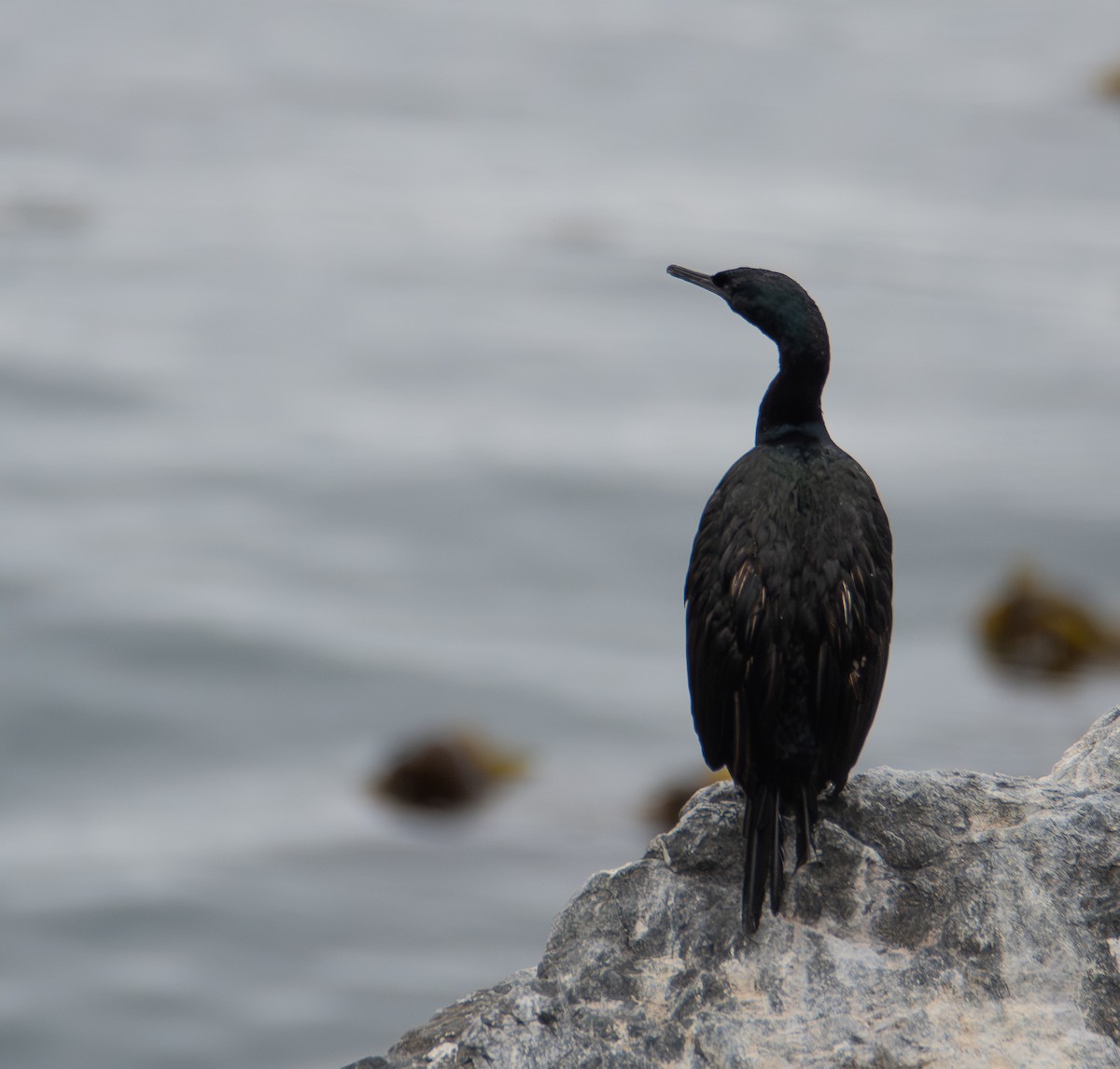 Pelagic Cormorant - ML642793743