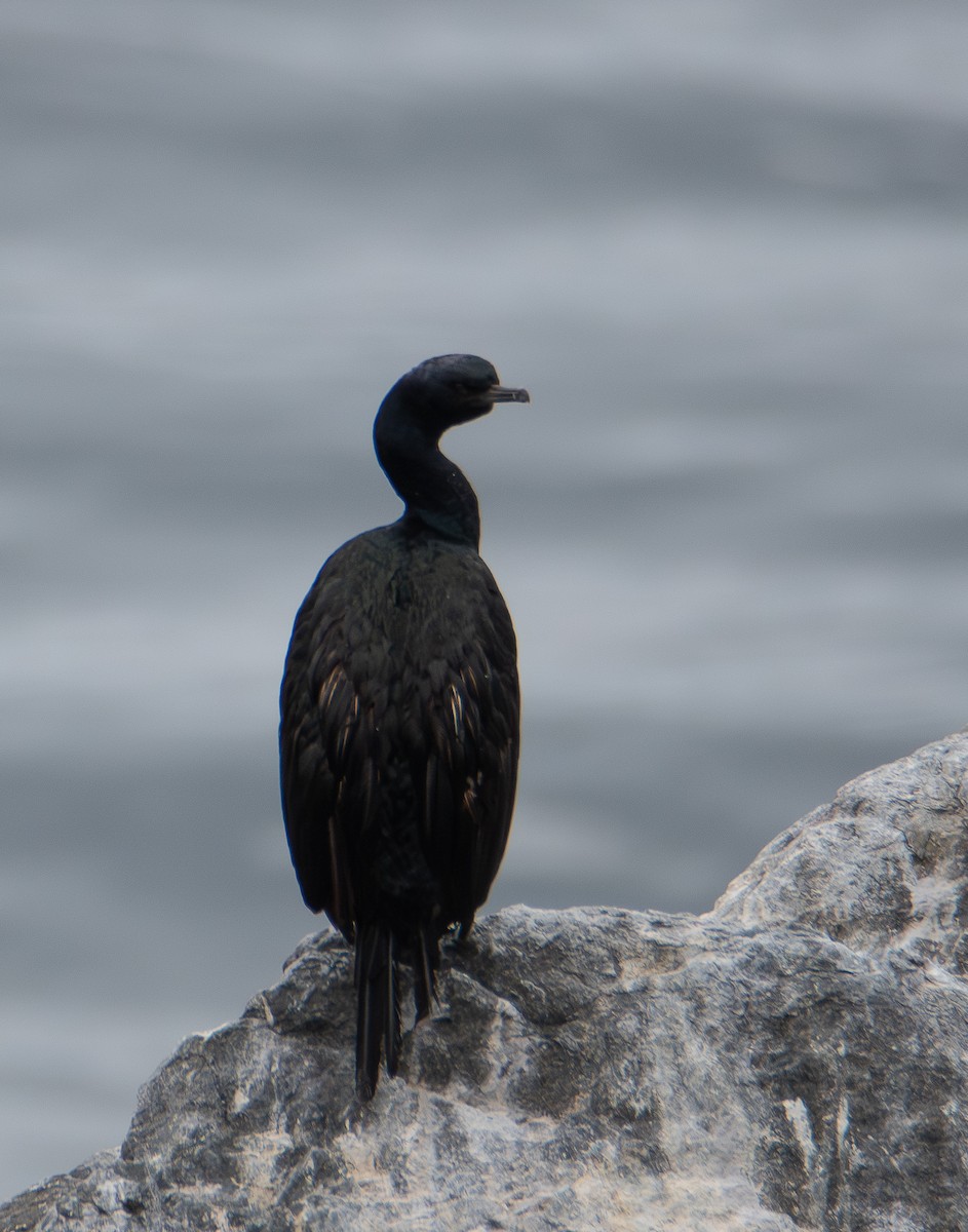 Pelagic Cormorant - ML642793744