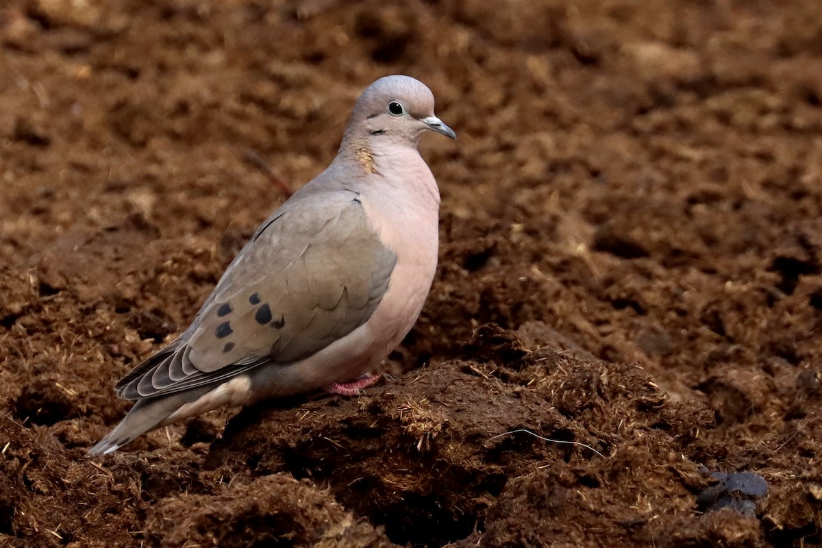 Eared Dove - ML642793750