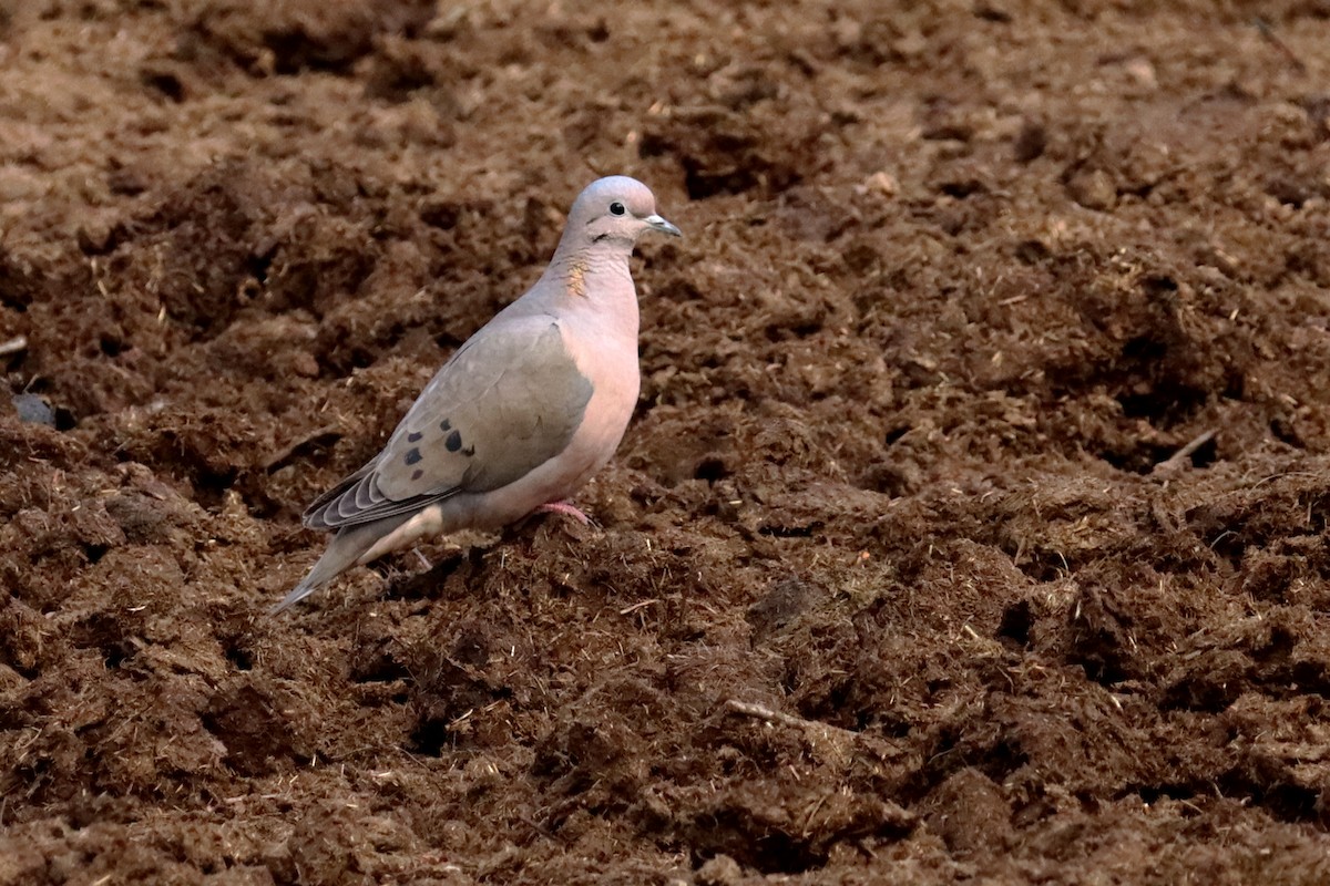 Eared Dove - ML642793752