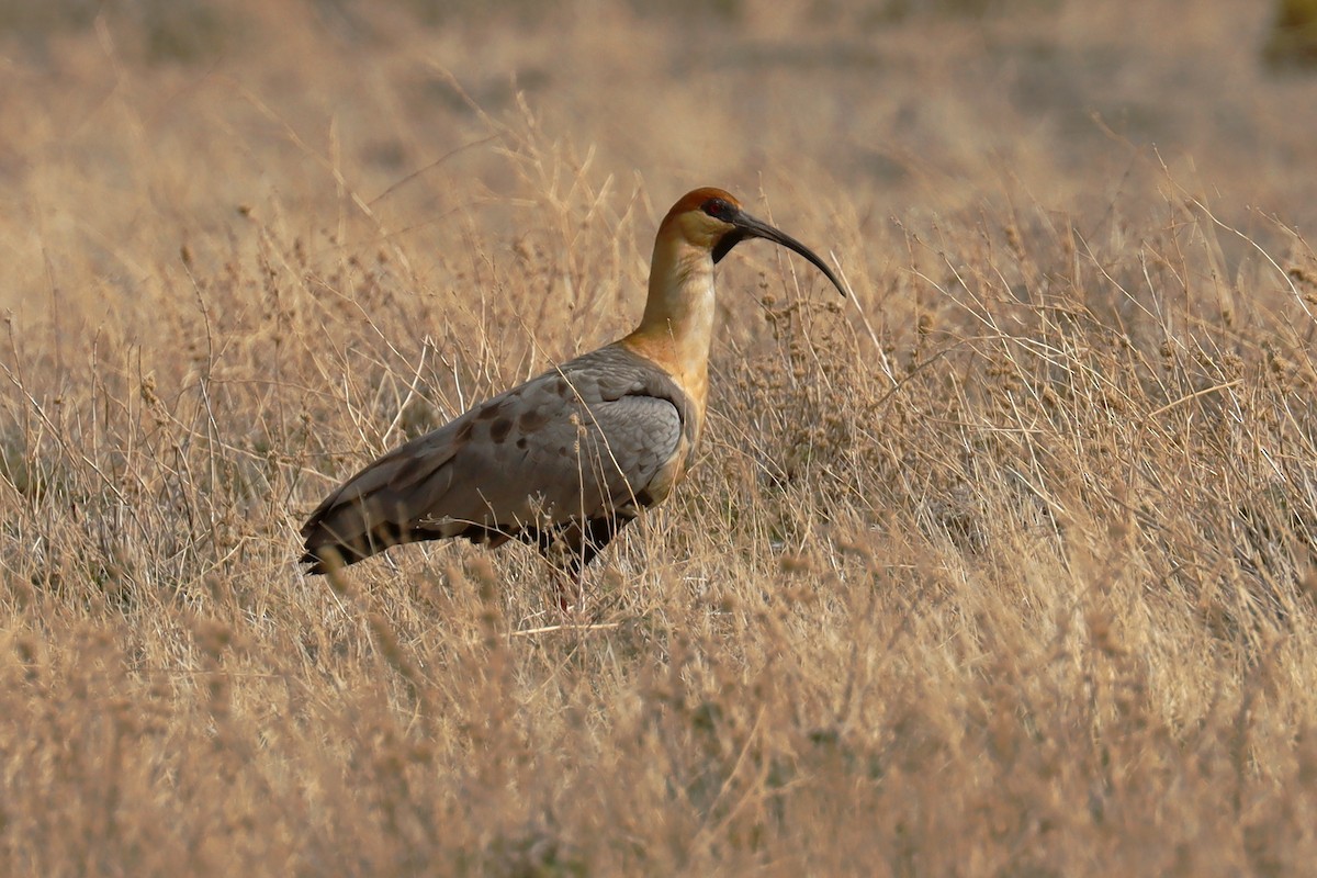 Black-faced Ibis - ML642793757
