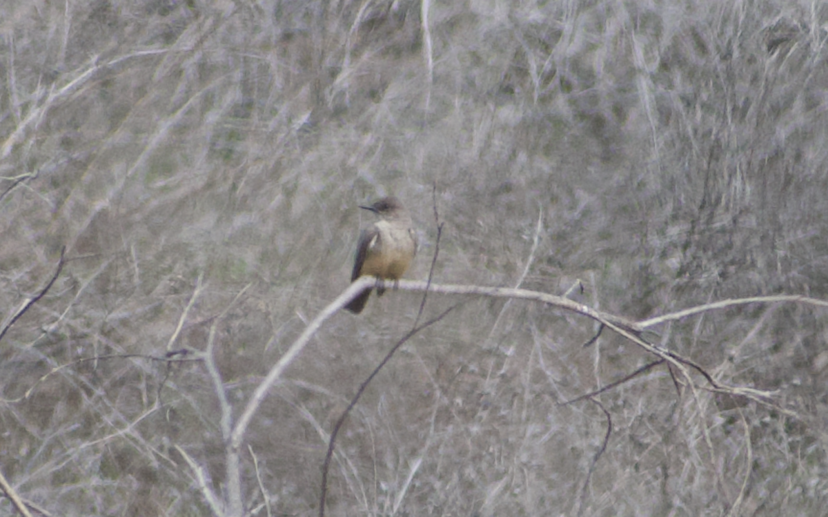 Say's Phoebe - ML642793760