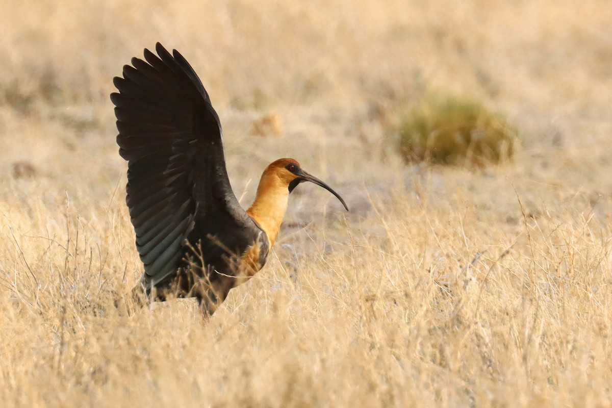Black-faced Ibis - ML642793761