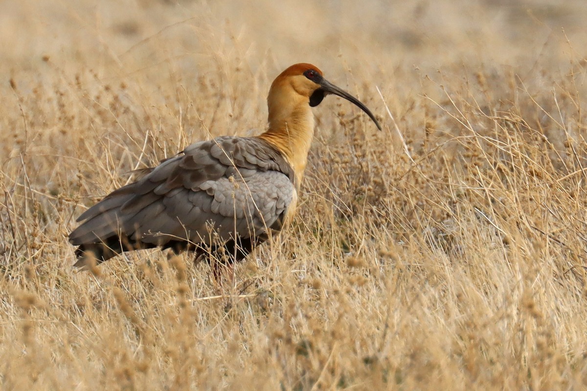 Black-faced Ibis - ML642793762