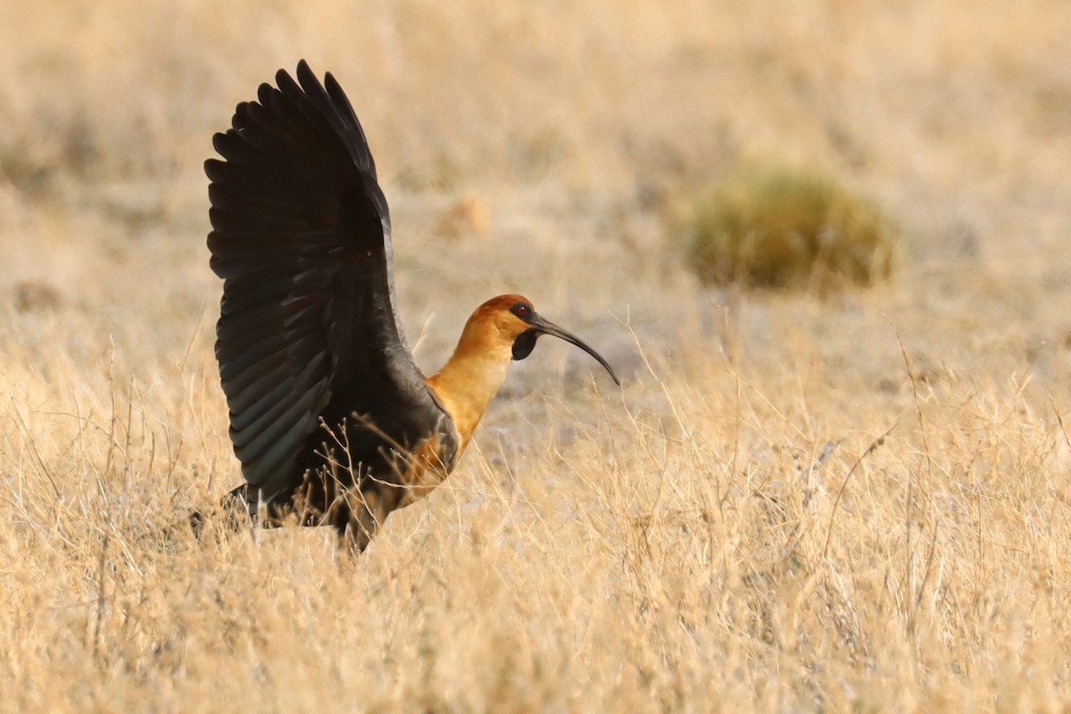 Black-faced Ibis - ML642793765
