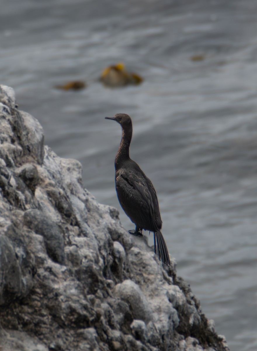 Pelagic Cormorant - ML642793791