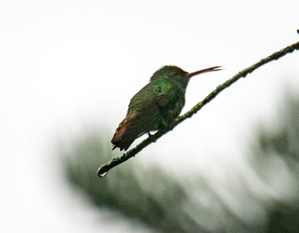 Rufous-tailed Hummingbird - ML642793797
