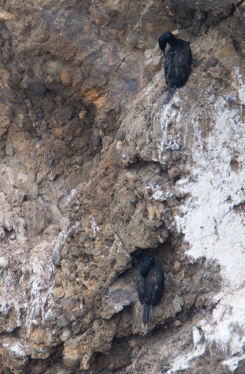 tanımsız Phalacrocoracidae sp. - ML642793800