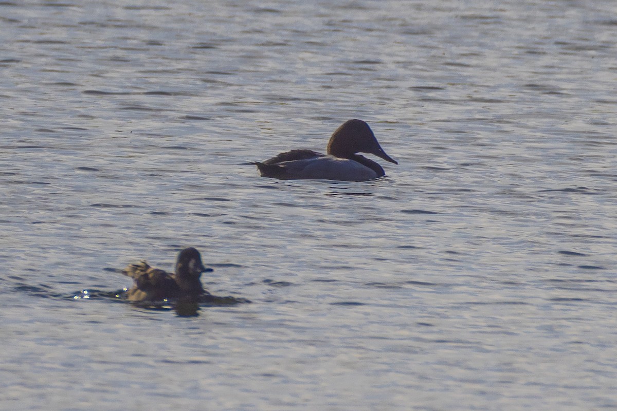 Canvasback - ML642793801