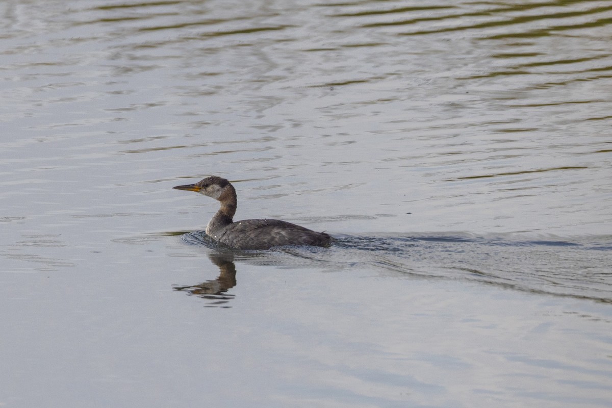 Red-necked Grebe - ML642793850