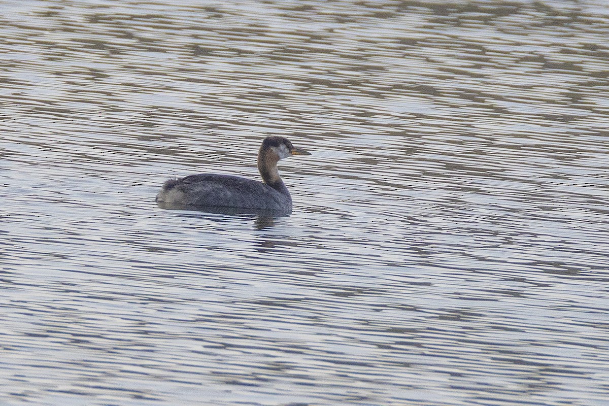 Red-necked Grebe - ML642793851